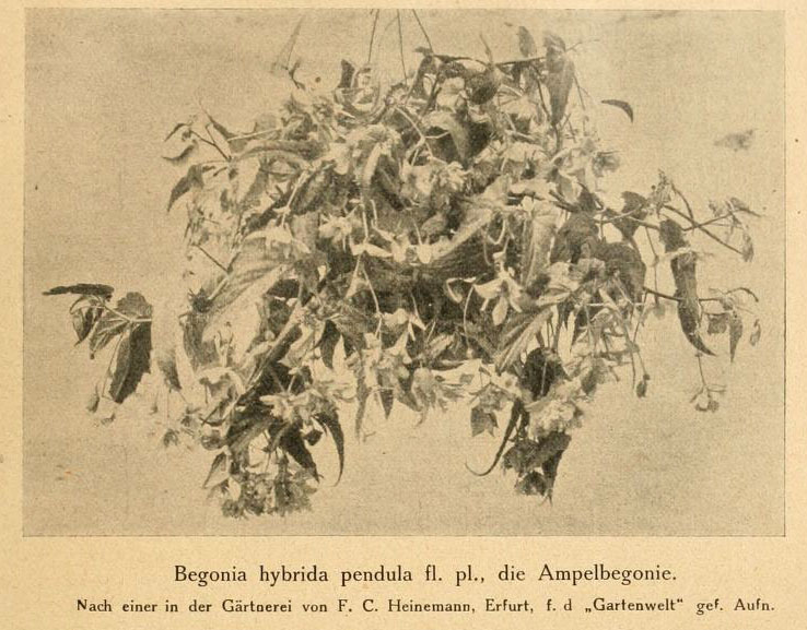 B. ‘Hybrida Pendula Flora Pleno’